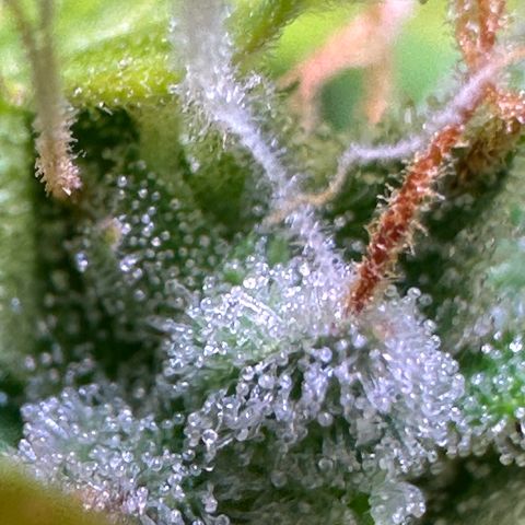 CookiesGelato 🍪 growlog photo: milky / cloudy trichomes from middle buds