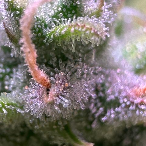 CookiesGelato 🍪 growlog photo: Amber trichomes at the purple spots from middle buds