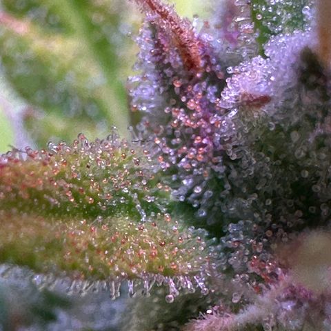 CookiesGelato 🍪 growlog photo: Amber trichomes at the purple spots from middle buds