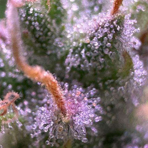 CookiesGelato 🍪 growlog photo: Amber trichomes at the purple spots from middle buds