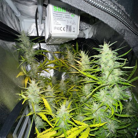 CookiesGelato 🍪 growlog timeline photo