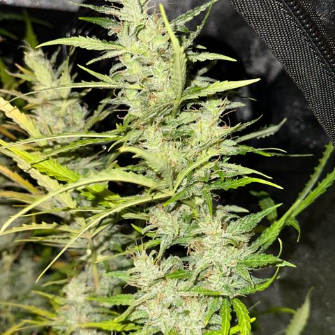 CookiesGelato 🍪 growlog timeline photo