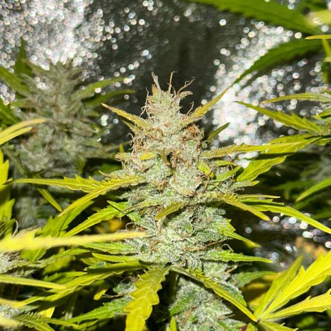 CookiesGelato 🍪 growlog timeline photo