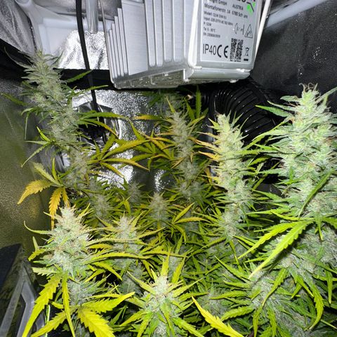 CookiesGelato 🍪 growlog timeline photo