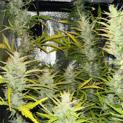 CookiesGelato 🍪 growlog timeline photo