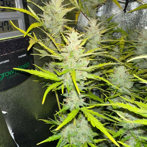 CookiesGelato 🍪 growlog timeline photo