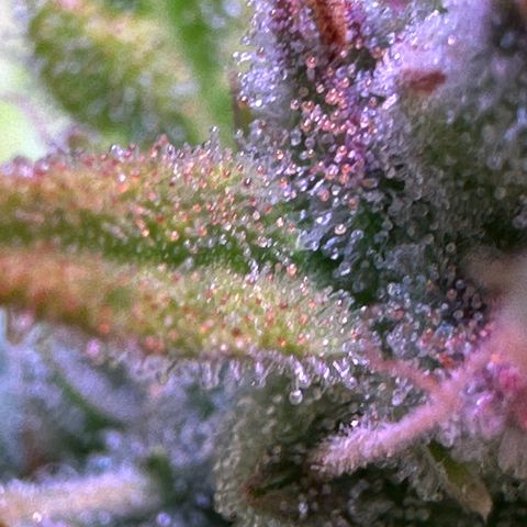 CookiesGelato 🍪 growlog timeline photo