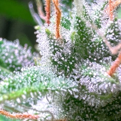 CookiesGelato 🍪 growlog timeline photo