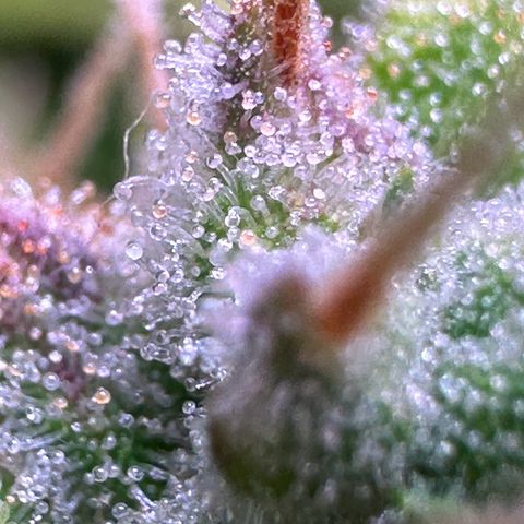 CookiesGelato 🍪 growlog timeline photo