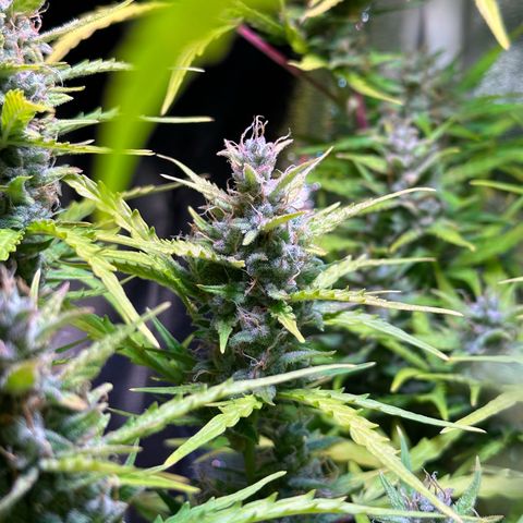 CookiesGelato 🍪 growlog timeline photo