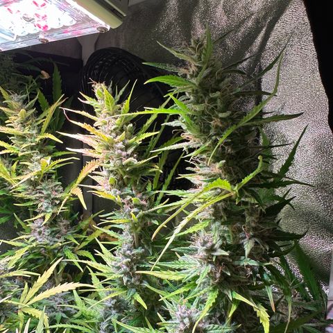 CookiesGelato 🍪 growlog timeline photo