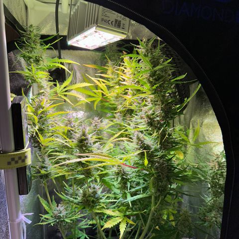 CookiesGelato 🍪 growlog timeline photo