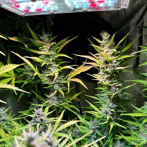 CookiesGelato 🍪 growlog timeline photo