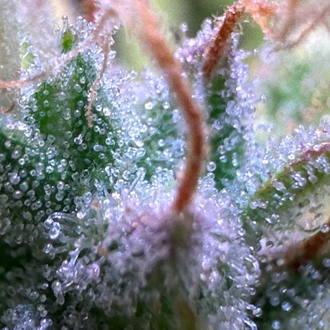 CookiesGelato 🍪 growlog timeline photo