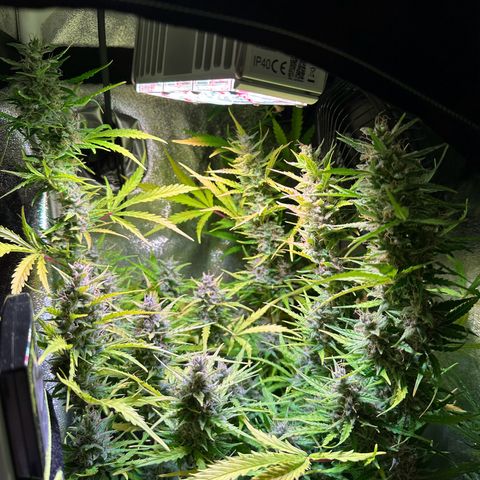 CookiesGelato 🍪 growlog timeline photo