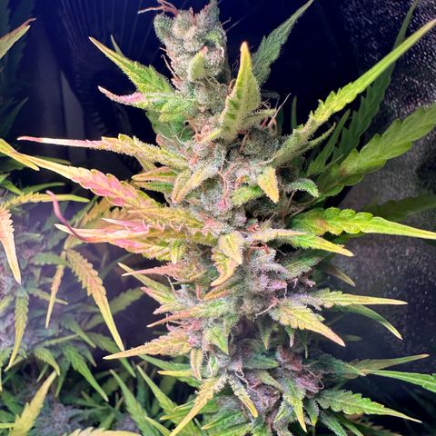 CookiesGelato 🍪 growlog timeline photo