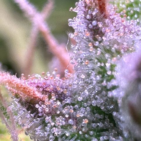 CookiesGelato 🍪 growlog timeline photo