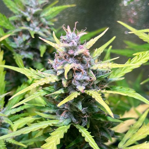 CookiesGelato 🍪 growlog timeline photo