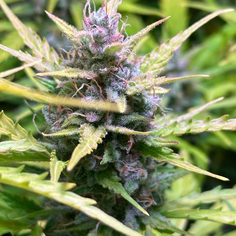 CookiesGelato 🍪 growlog timeline photo