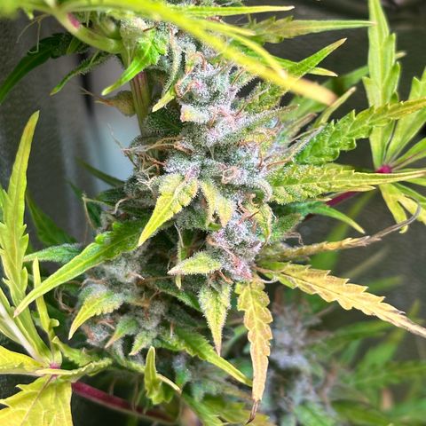 CookiesGelato 🍪 growlog timeline photo