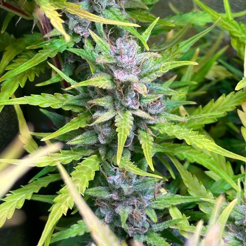 CookiesGelato 🍪 growlog timeline photo