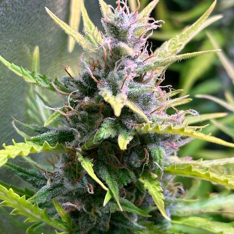 CookiesGelato 🍪 growlog timeline photo