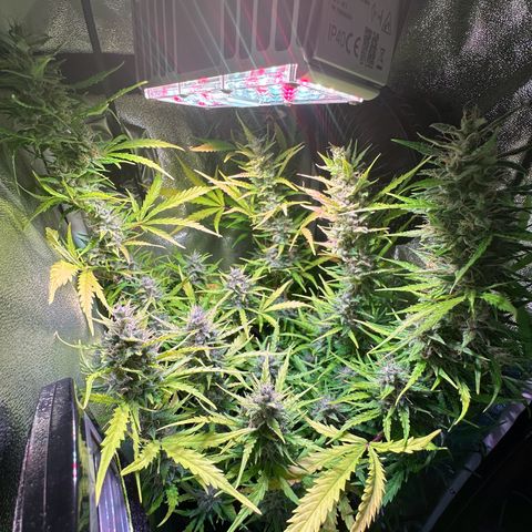CookiesGelato 🍪 growlog timeline photo