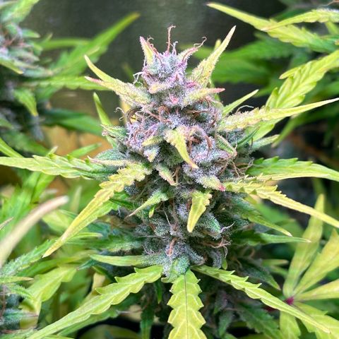 CookiesGelato 🍪 growlog timeline photo