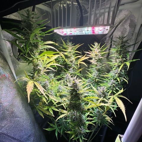 CookiesGelato 🍪 growlog timeline photo