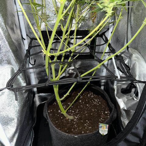 CookiesGelato 🍪 growlog timeline photo