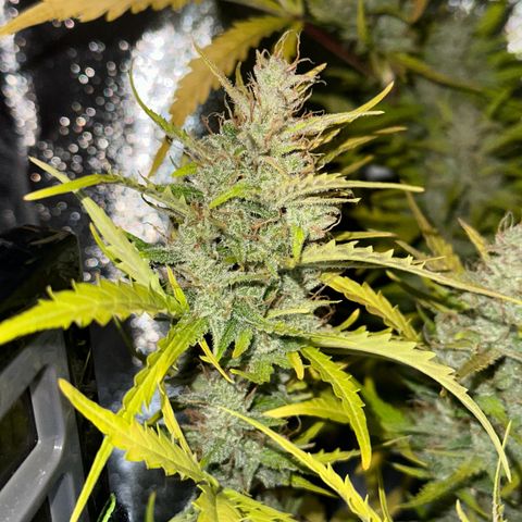 CookiesGelato 🍪 growlog timeline photo