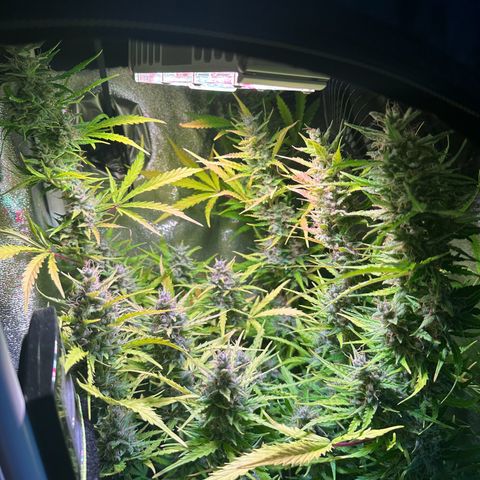 CookiesGelato 🍪 growlog timeline photo