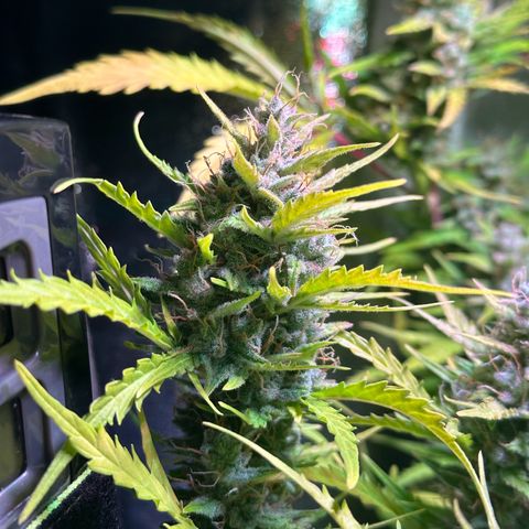 CookiesGelato 🍪 growlog timeline photo