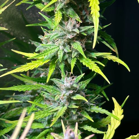 CookiesGelato 🍪 growlog timeline photo