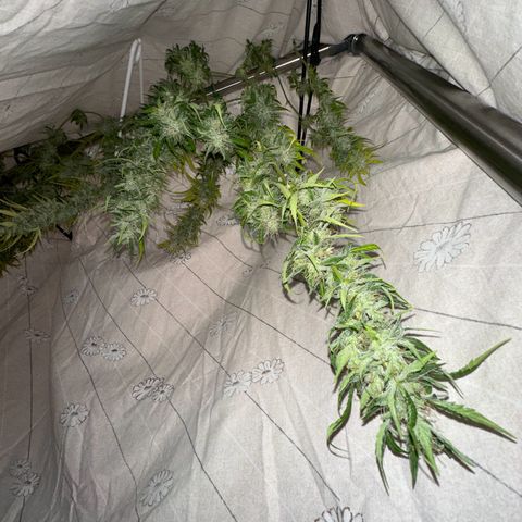 CookiesGelato 🍪 growlog timeline photo
