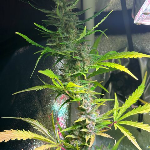 CookiesGelato 🍪 growlog timeline photo