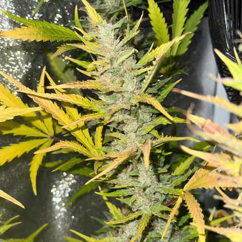 CookiesGelato 🍪 growlog timeline photo