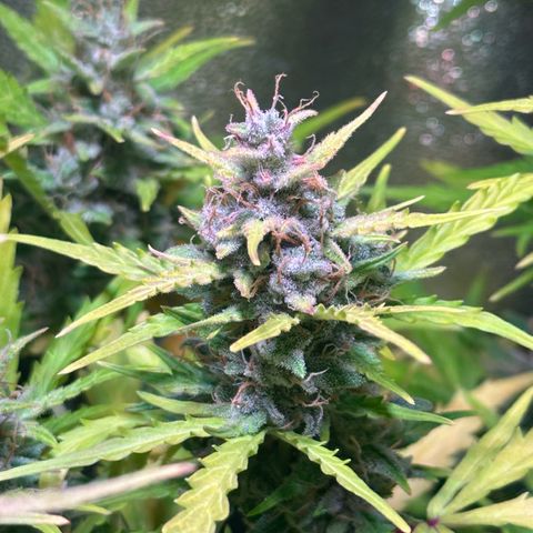 CookiesGelato 🍪 growlog timeline photo