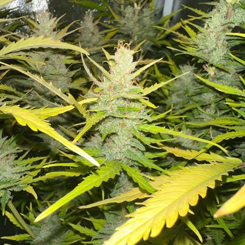CookiesGelato 🍪 growlog timeline photo