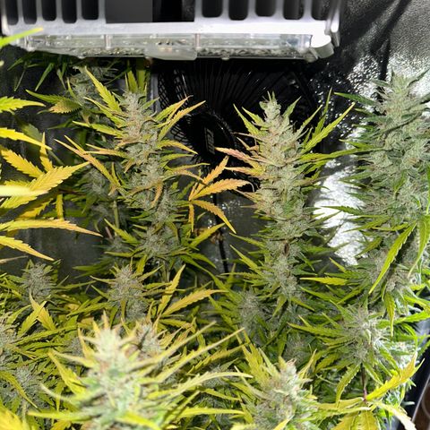 CookiesGelato 🍪 growlog timeline photo