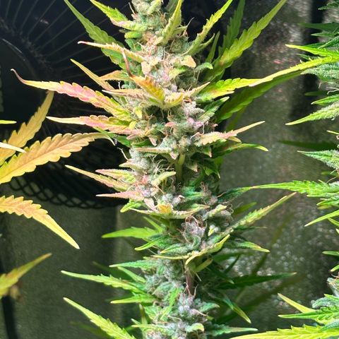 CookiesGelato 🍪 growlog timeline photo