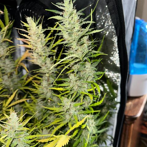 CookiesGelato 🍪 growlog timeline photo