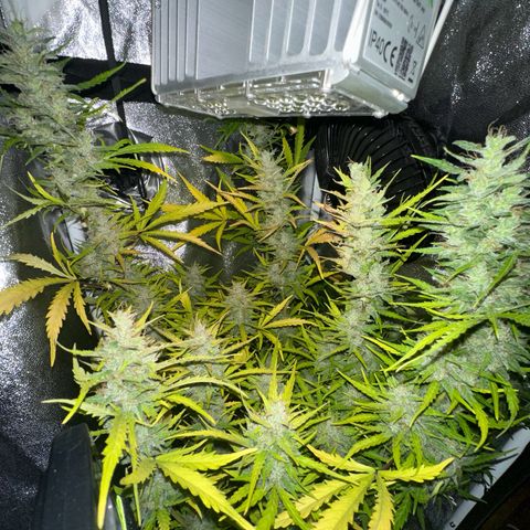 CookiesGelato 🍪 growlog timeline photo