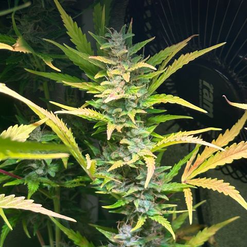 CookiesGelato 🍪 growlog timeline photo