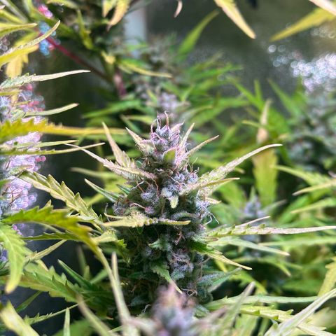 CookiesGelato 🍪 growlog timeline photo