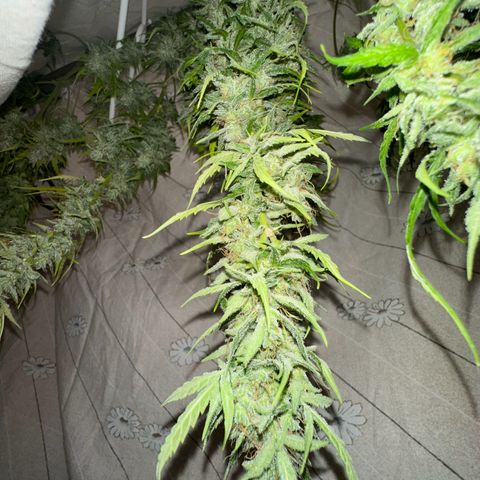 CookiesGelato 🍪 growlog timeline photo