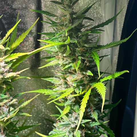 CookiesGelato 🍪 growlog timeline photo