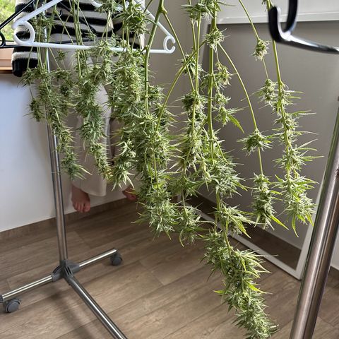 CookiesGelato 🍪 growlog timeline photo