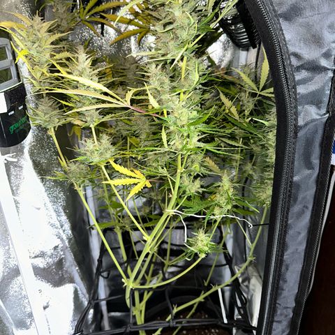 CookiesGelato 🍪 growlog timeline photo