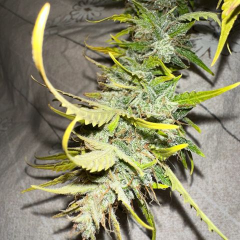 CookiesGelato 🍪 growlog timeline photo